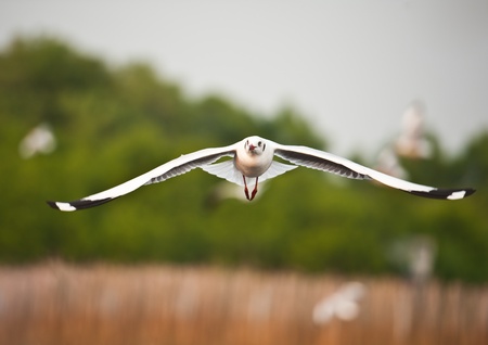 雅思阅读实战 剑8之Test1 Passage1图2